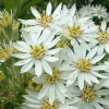 Olearia x scilloniensis